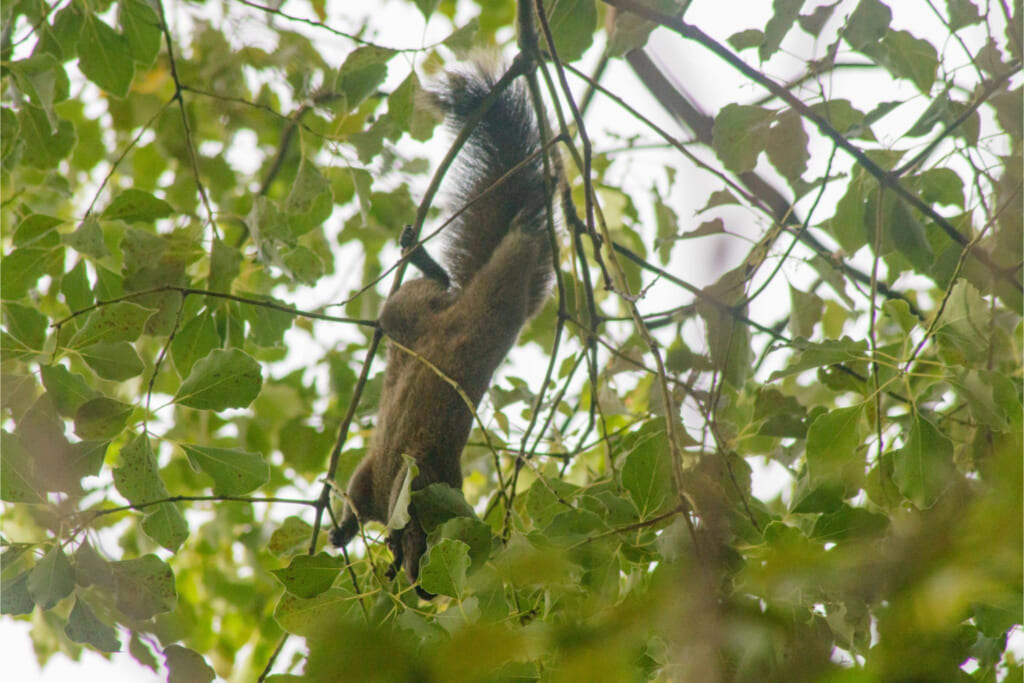 クリハラリス／逆さ