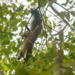 【画像】驚異の適応力と在来動物への影響は？　クリハラリスの生態とは 〜 画像1