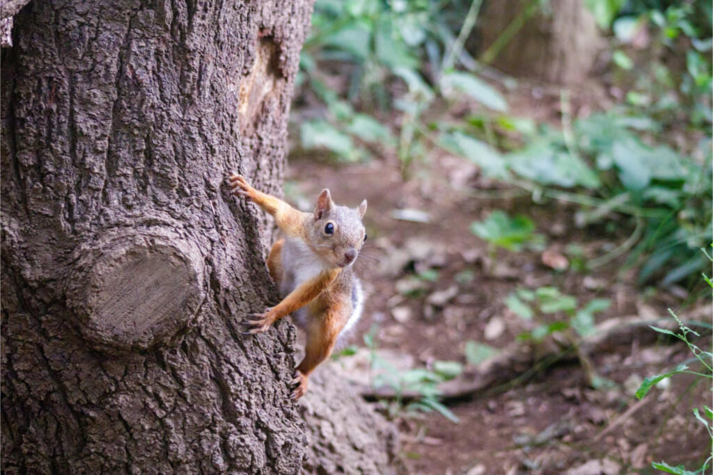 ニホンリス／夏毛