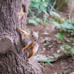 【画像】驚異の適応力と在来動物への影響は？　クリハラリスの生態とは 〜 画像1