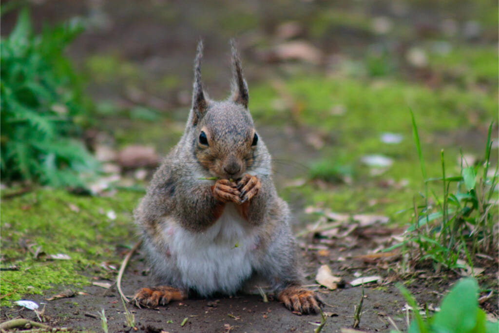 ニホンリス／冬毛