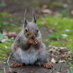 【画像】驚異の適応力と在来動物への影響は？　クリハラリスの生態とは 〜 画像1