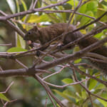 【画像】驚異の適応力と在来動物への影響は？　クリハラリスの生態とは 〜 画像1