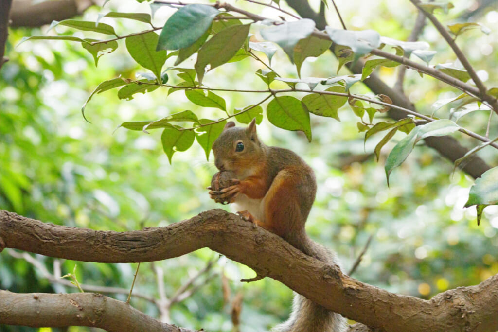 ニホンリス／クルミ