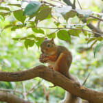 【画像】驚異の適応力と在来動物への影響は？　クリハラリスの生態とは 〜 画像1