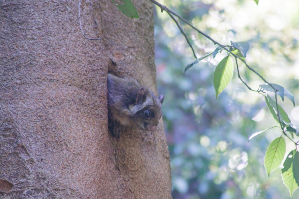 ムササビ／樹洞