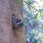【画像】驚異の適応力と在来動物への影響は？　クリハラリスの生態とは 〜 画像1