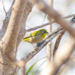 【画像】驚異の適応力と在来動物への影響は？　クリハラリスの生態とは 〜 画像1