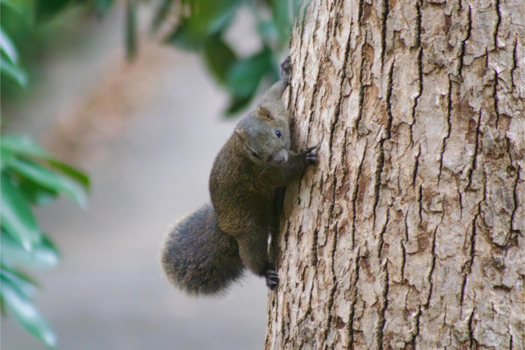 クリハラリス／アップ
