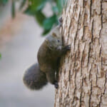 クリハラリス／アップ