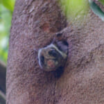 【画像】神奈川には10万匹？　クリハラリスの困ったところとは 〜 画像1