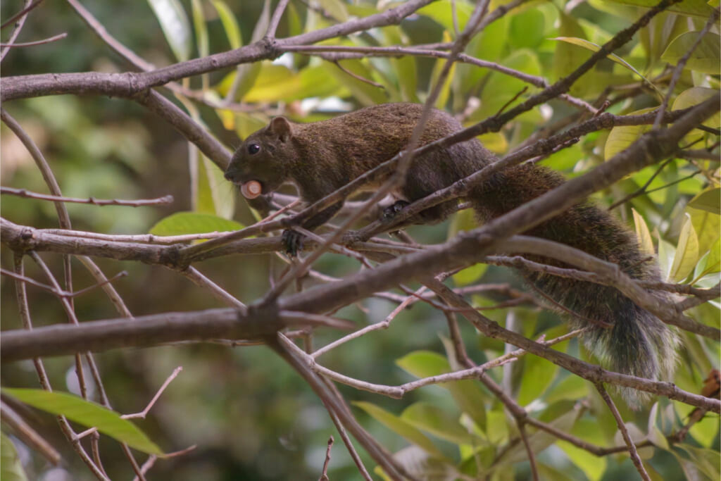 クリハラリス/ドングリ