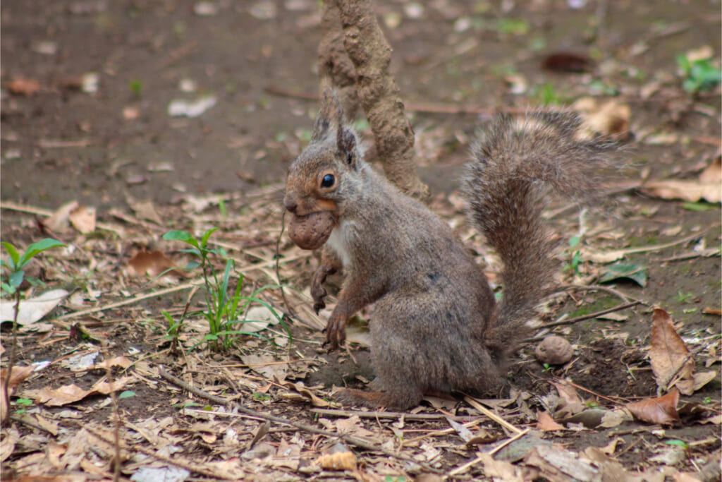 ニホンリス/クルミ