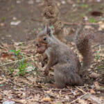 【画像】神奈川には10万匹？　クリハラリスの困ったところとは 〜 画像1