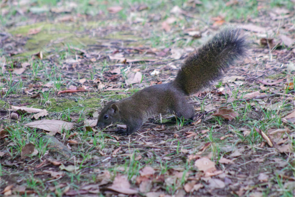 クリハラリス／アップ