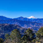 【画像】神奈川には10万匹？　クリハラリスの困ったところとは 〜 画像1