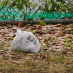 【画像】神奈川には10万匹？　クリハラリスの困ったところとは 〜 画像1