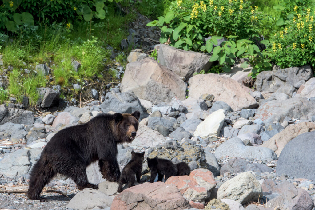 親子グマ