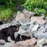 親子グマ
