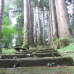 【画像】伊勢神宮や出雲大社に使われた木材も！　美しい景観に癒やされる「日本三大美林」とは 〜 画像1