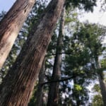 【画像】伊勢神宮や出雲大社に使われた木材も！　美しい景観に癒やされる「日本三大美林」とは 〜 画像1