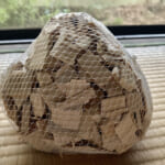 【画像】伊勢神宮や出雲大社に使われた木材も！　美しい景観に癒やされる「日本三大美林」とは 〜 画像1