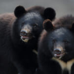 【画像】フィールドにはいつもクマがいる！　最低限は知っておきたいクマの基礎知識とは 〜 画像1