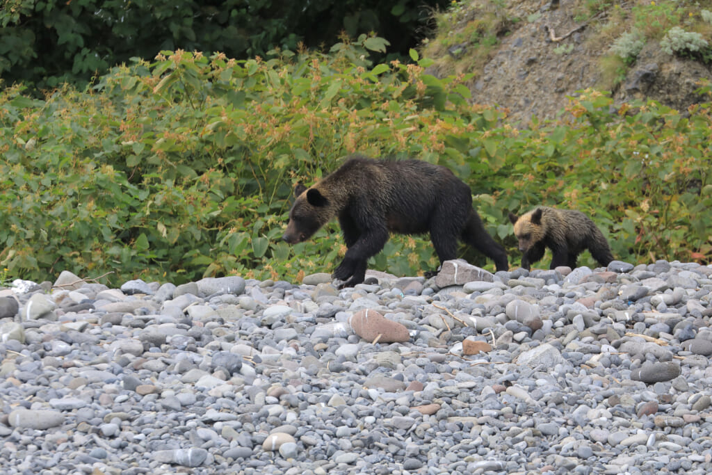 遠くの親子グマ