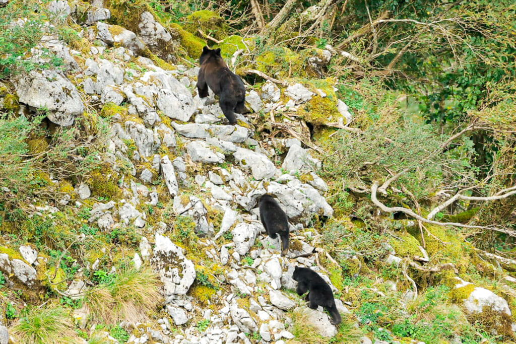 親子グマ