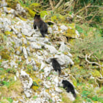 【画像】フィールドにはいつもクマがいる！　最低限は知っておきたいクマの基礎知識とは 〜 画像1