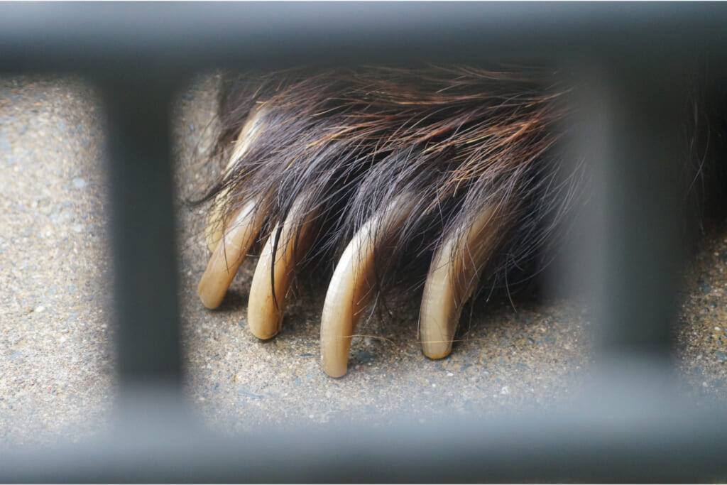クマの爪