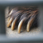 【画像】もし最終的にクマに襲われたらどうする？　そのとき身を守るためにできる事とは 〜 画像1