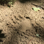 【画像】フィールドにはいつもクマがいる！　誤って遭遇しないための予備知識とその対策方法とは 〜 画像1