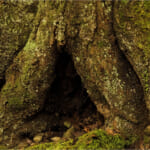 【画像】フィールドにはいつもクマがいる！　最低限は知っておきたいクマの基礎知識とは 〜 画像1