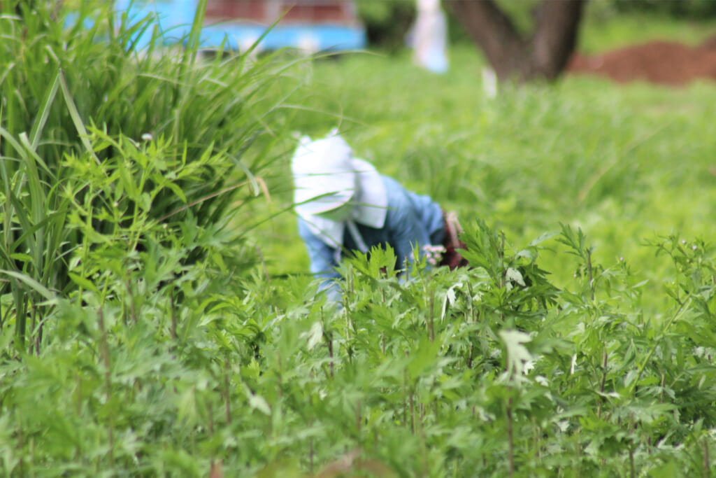 山菜採り中の人