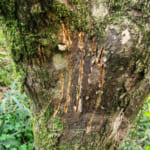 【画像】山中でもしもクマに出遭ってしまったら？　そのときの心構えだけはしっかりと対策すべし 〜 画像1