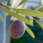 【画像】猛暑も落ち着く初秋！　玄関のシンボルツリー「オリーブの木」に今年は3粒のオリーブの実がなった 〜 画像1