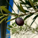 【画像】猛暑も落ち着く初秋！　玄関のシンボルツリー「オリーブの木」に今年は3粒のオリーブの実がなった 〜 画像1