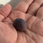 【画像】猛暑も落ち着く初秋！　玄関のシンボルツリー「オリーブの木」に今年は3粒のオリーブの実がなった 〜 画像1