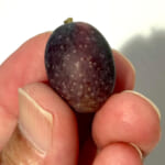 【画像】猛暑も落ち着く初秋！　玄関のシンボルツリー「オリーブの木」に今年は3粒のオリーブの実がなった 〜 画像1