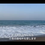 【画像】根気と観察力で高級魚ゲット！　爆釣ならずもタメになる釣り動画に視聴者からも“タメになった”とコメント沢山 〜 画像1