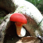 【画像】六甲山北面の忘れられし谷道「船坂谷」！　謎めいた岩や名瀑を経て「石宝殿」を目指す 〜 画像1