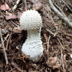 【画像】六甲山北面の忘れられし谷道「船坂谷」！　謎めいた岩や名瀑を経て「石宝殿」を目指す 〜 画像1