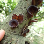 【画像】六甲山北面の忘れられし谷道「船坂谷」！　謎めいた岩や名瀑を経て「石宝殿」を目指す 〜 画像1