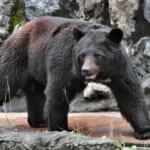 【画像】絶対にしてはいけないNG行動！　山で出逢ったカワイイ鳥や動物に行動食をおすそ分け 〜 画像1