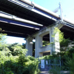 【画像】山の中になぜ島が……!?　六甲山のマイナールート「鬼ヶ島」で巨木のマザーツリーに出会う 〜 画像1