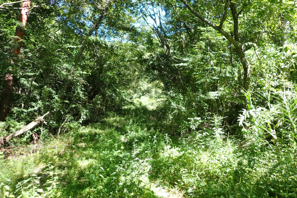 鬼ヶ島分岐付近