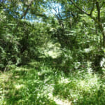 【画像】山の中になぜ島が……!?　六甲山のマイナールート「鬼ヶ島」で巨木のマザーツリーに出会う 〜 画像1