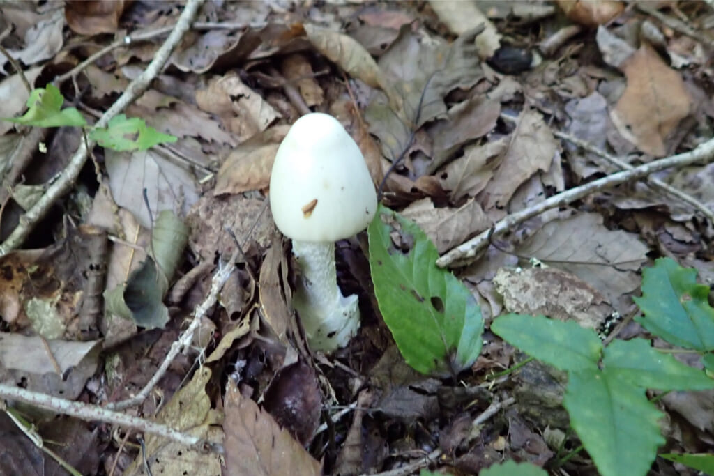 白いキノコ