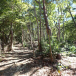 【画像】山の中になぜ島が……!?　六甲山のマイナールート「鬼ヶ島」で巨木のマザーツリーに出会う 〜 画像1